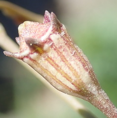 Wahlenbergia androsacea