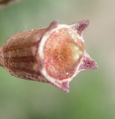 Wahlenbergia androsacea