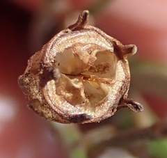 Wahlenbergia androsacea