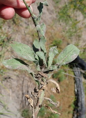 Wahlenbergia androsacea