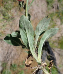Wahlenbergia androsacea