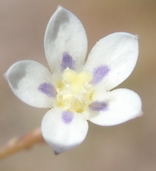 Wahlenbergia androsacea
