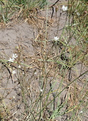 Wahlenbergia androsacea