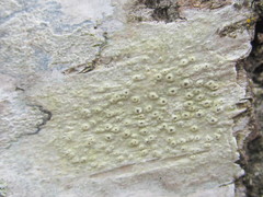 Pertusaria xanthodes