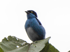 Dacnis lineata