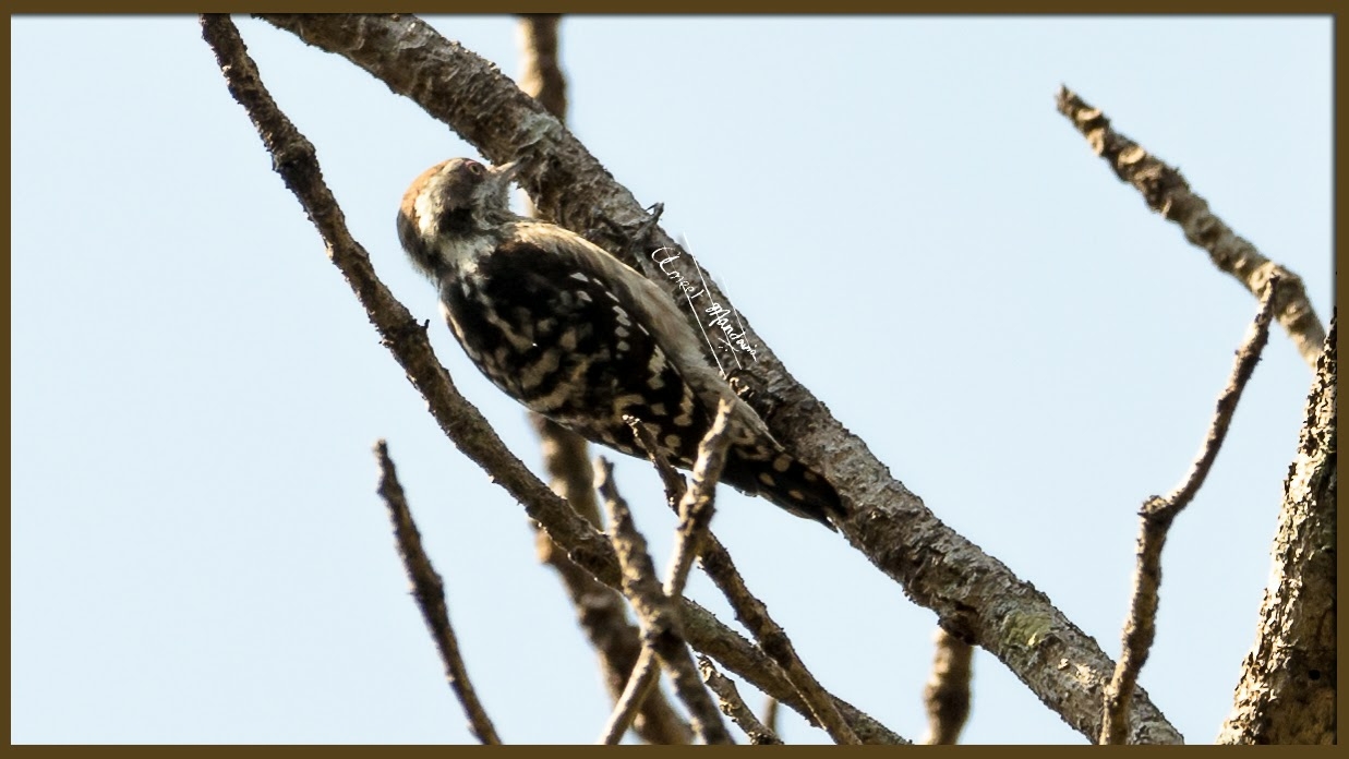 Brown-capped Pygmy Woodpecker