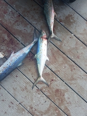 Scomberomorus maculatus