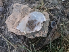 Sinanodonta woodiana