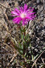 Lampranthus lavisii, photograph (c) Andrew Gillespie, some rights reserved (CC BY-SA)