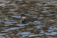 Podiceps nigricollis
