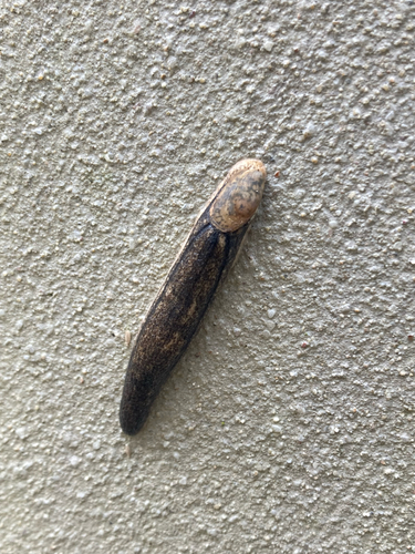 Testacella maugei