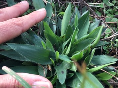 Dichanthelium scribnerianum