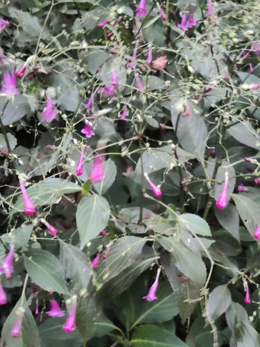 Strobilanthes hamiltoniana, photograph 5