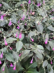 Strobilanthes hamiltoniana, photograph (c) sneha_forestry, some rights reserved (CC BY-SA)