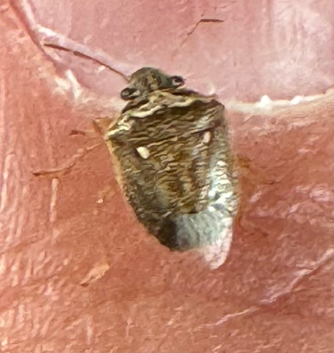 White-spotted Stink Bug