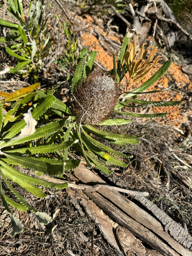 Banksia burdettii