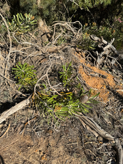 Banksia burdettii, photograph (c) Tyler Anthony, some rights reserved (CC BY)