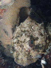 Taurulus bubalis