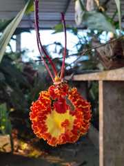 Psychopsis