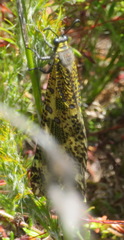 Palpares speciosus