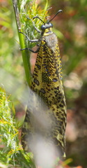 Palpares speciosus