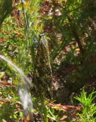 Palpares speciosus