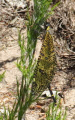 Palpares speciosus