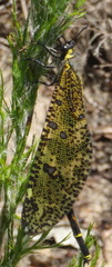 Palpares speciosus