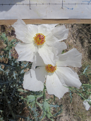 Argemone chisosensis