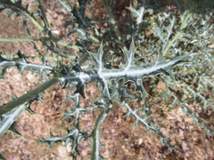 Argemone chisosensis