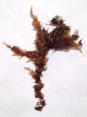 Brotherella canadensis