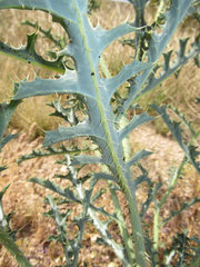 Argemone chisosensis