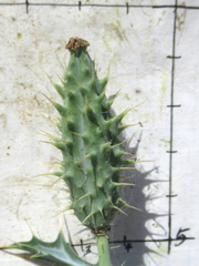 Argemone chisosensis