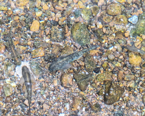 Oman-garra (Garra barreimiae) — Cyprinidae — 2