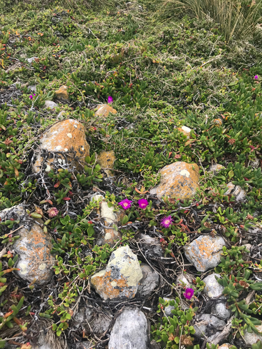 Carpobrotus aequilaterus, 2025-12-06