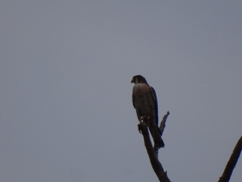 Red-necked Falcon