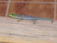 Phelsuma standingi