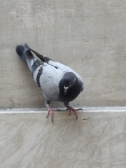 Columba livia