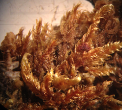 Brotherella canadensis