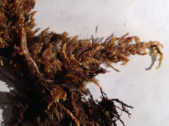 Brotherella canadensis