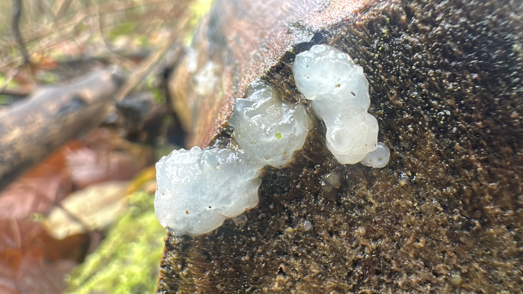Myxarium nucleatum · December 2025 · photo: © lostculture (iNaturalist, cc-by)