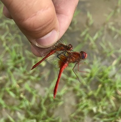 Crocothemis erythraea