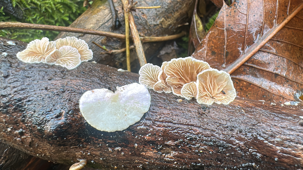 Crepidotus · December 2025 · photo: © lostculture (iNaturalist, cc-by)