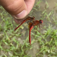Crocothemis erythraea