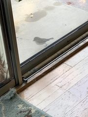 Junco hyemalis