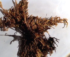 Brotherella canadensis