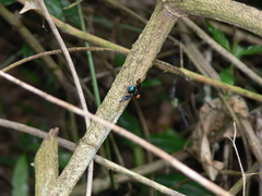 Loxoneura