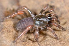 Latouchia typica