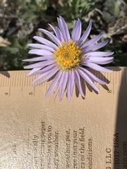 Erigeron purpuratus