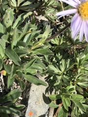 Erigeron purpuratus